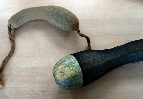 Alleinerziehende Zucchini/Single Zucchini