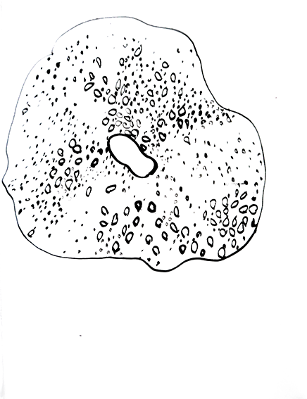 Bagel 3