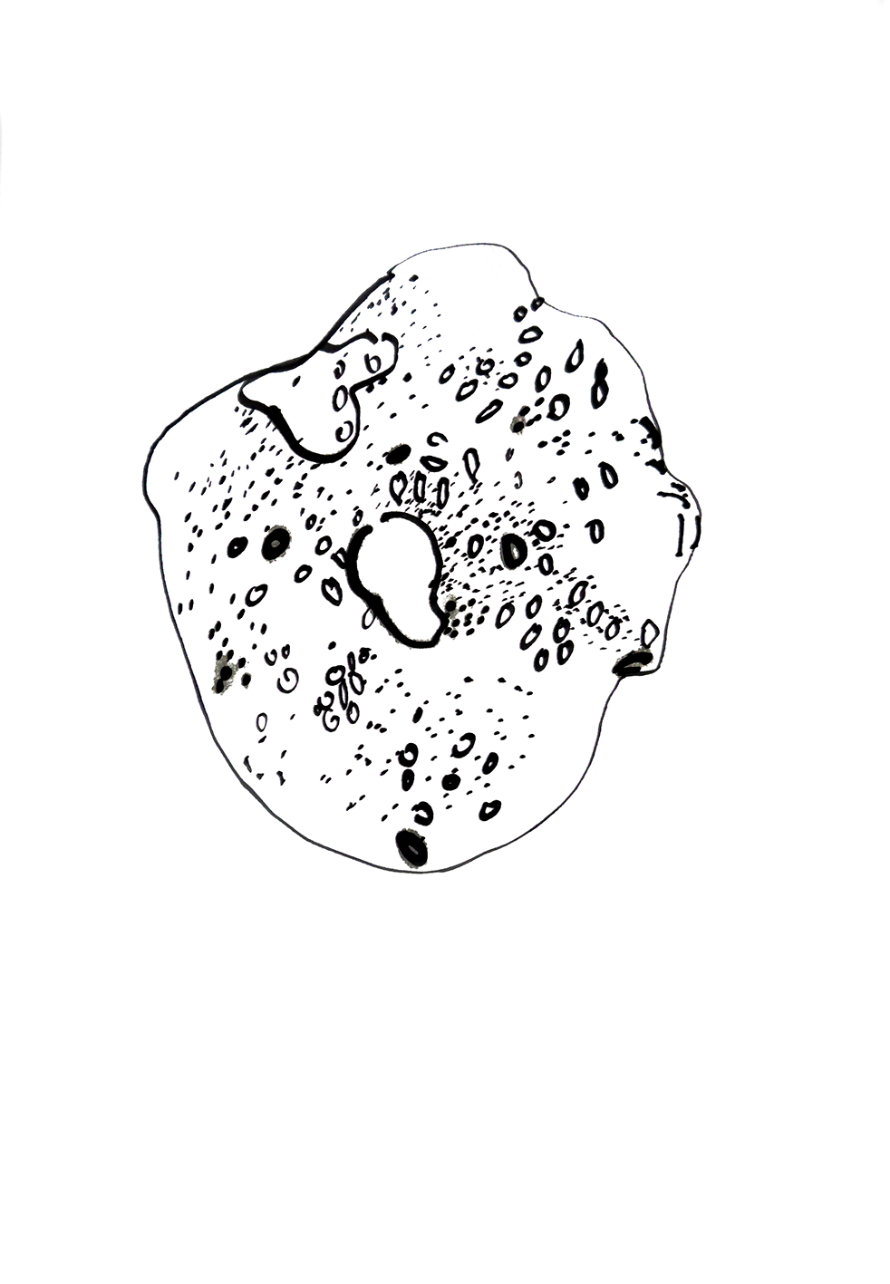 Bagel 6