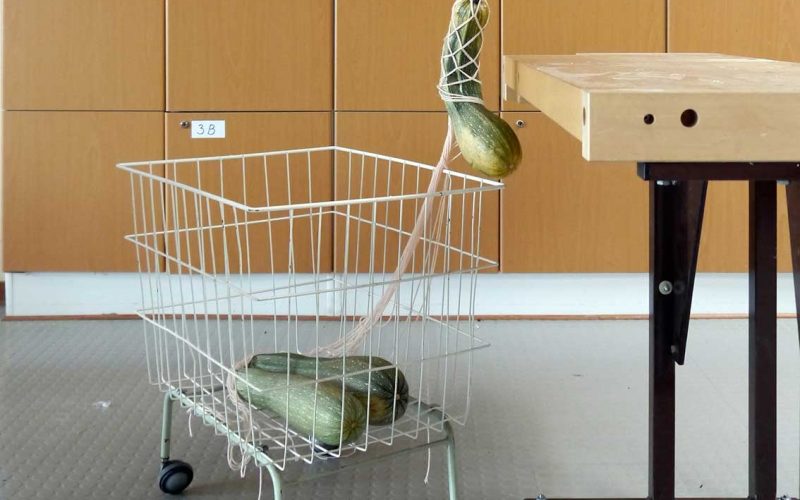 Zucchini Suspension, C-Print, Größe variabel, 2016