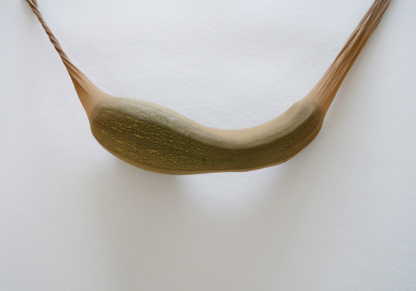  Zucchini Suspension, C-Print, Größe variabel, 2016