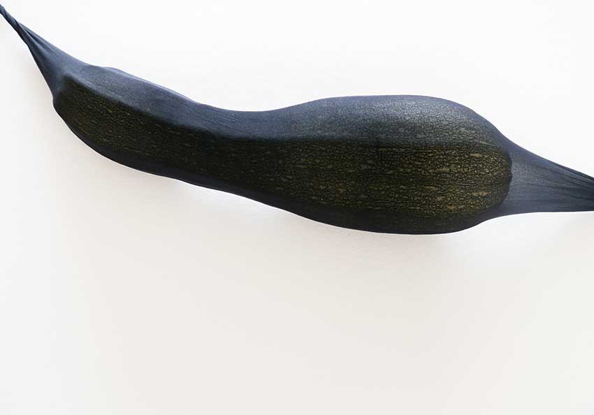 Zucchini black stocking, C-Print, Größe variabel, 2016
